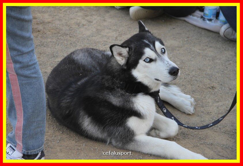 180311 mostra_canina 036.jpg